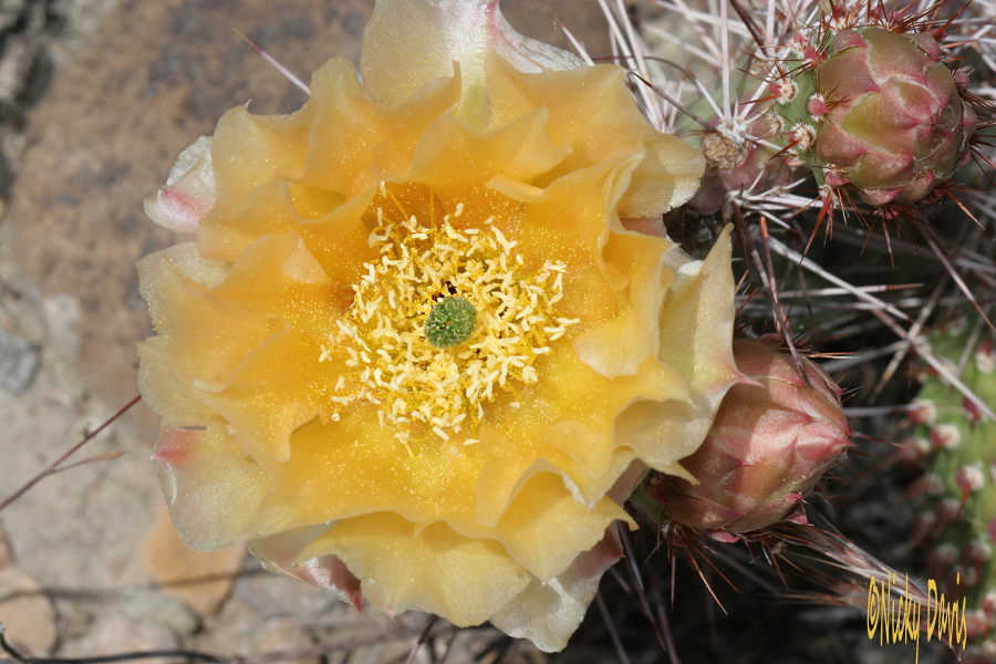 yellow flowered cactus - Starvation