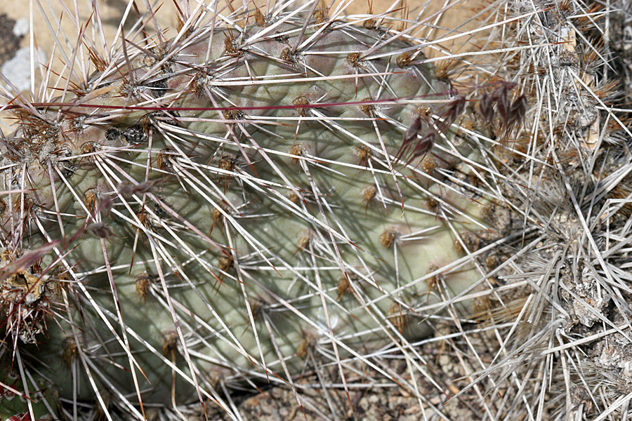 yellow flowered cactus spines
