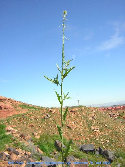 Host Plant - Caulanthus lasiophyllum var. utahensis