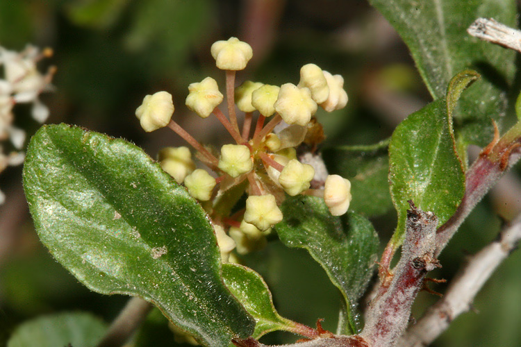 Flower buds of Fendler's Ceanothus