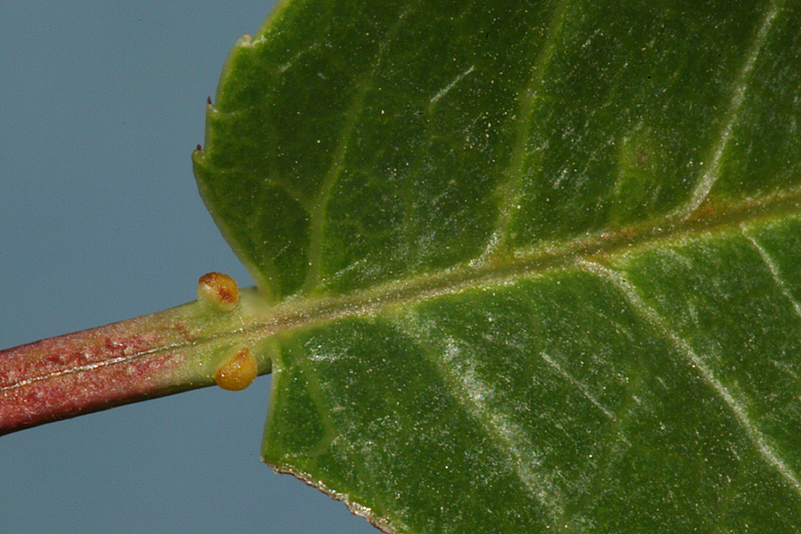 glands at base of leaf