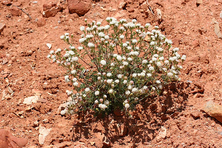 plant at East Canyon