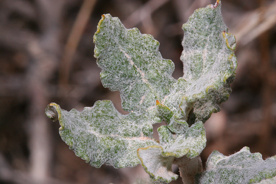 corymbosum leaves
