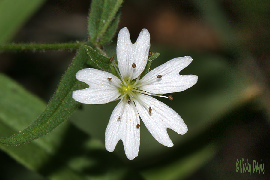 white tiny flowers