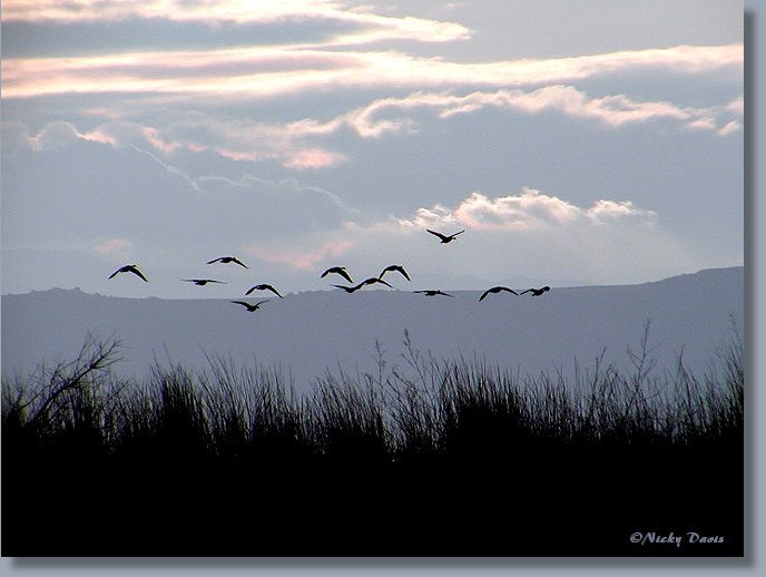 Geese over Farmington Bay