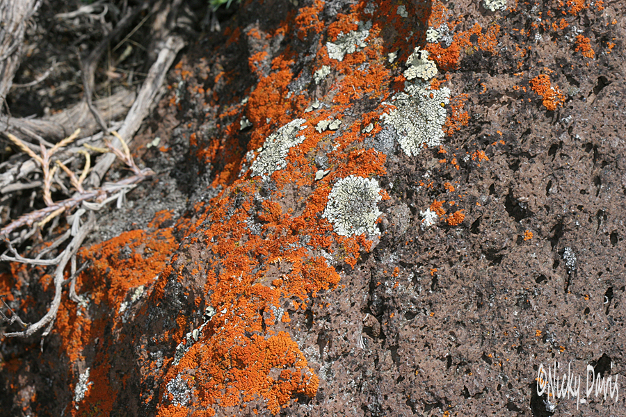 orange lichen, maybe Caloplaca saxicola