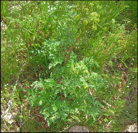 Lomatium dissectum plant