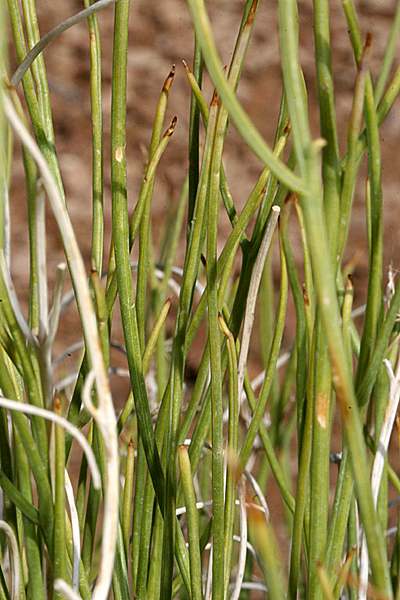 closeup of stems