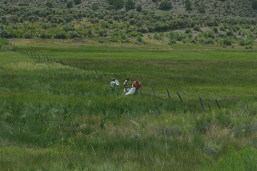 Nicky Davis, Dale Nielson, Todd Stout butterflying at a meadow near Koosharem, Utah