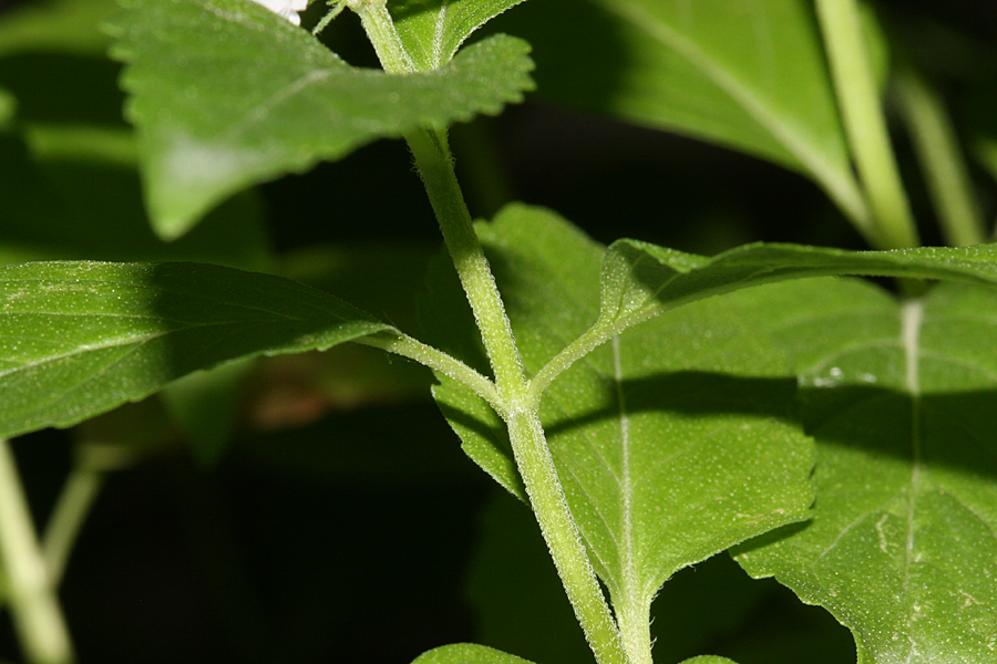 leaves are opposite
