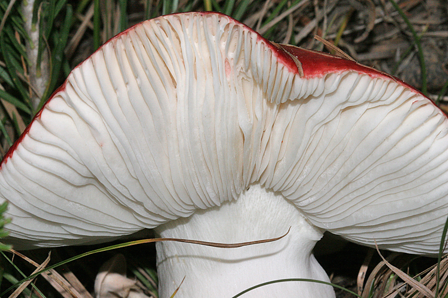 #1 unknown, red cap