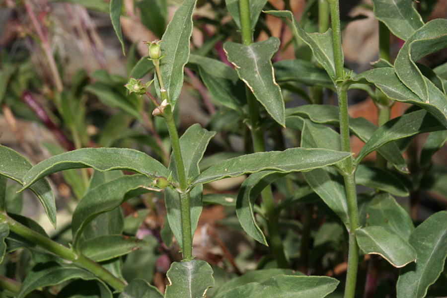 opposite leaves of Penstemon platyphyllus