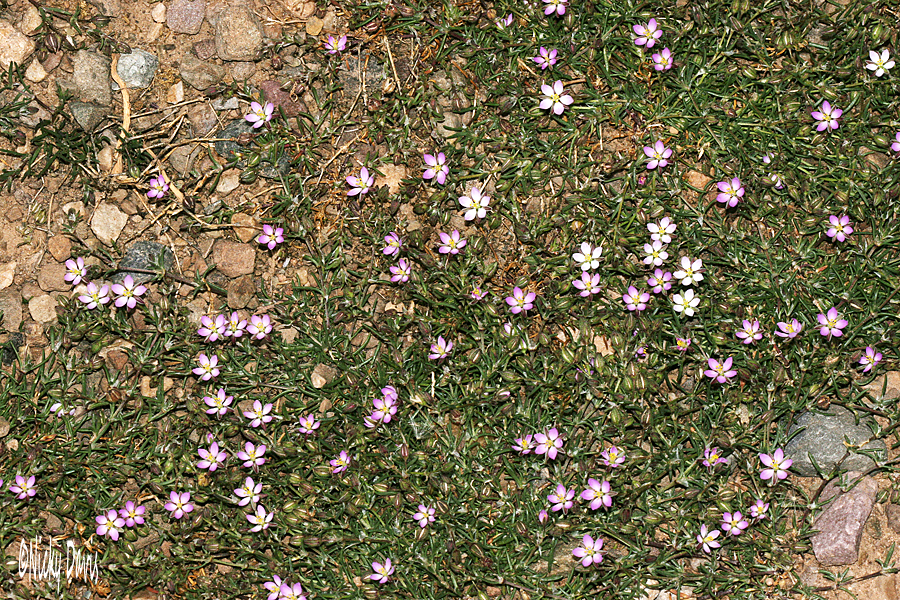 pink mat forming
