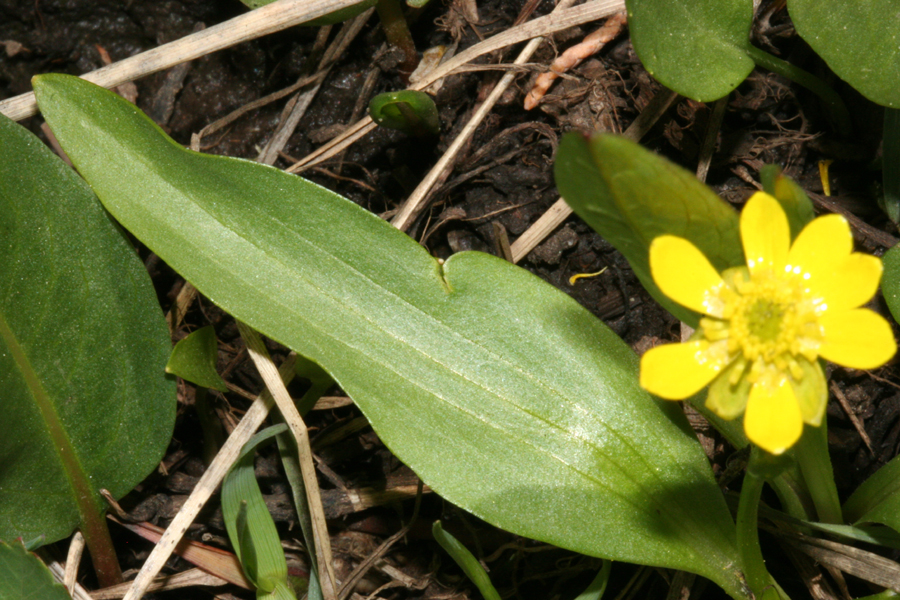 leaf of montanus variety