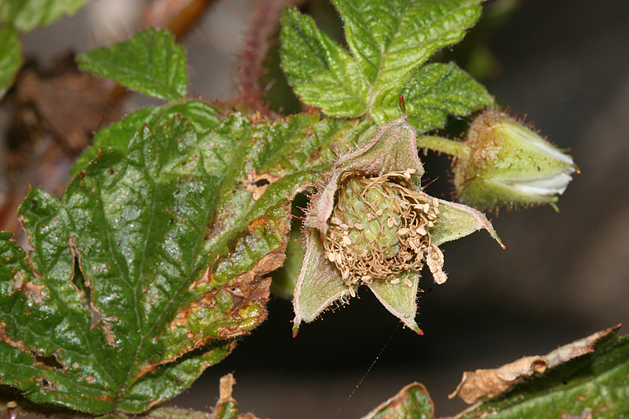 fruit developing and a flower bud