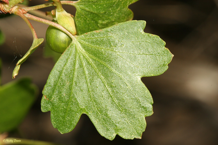 leaf shape
