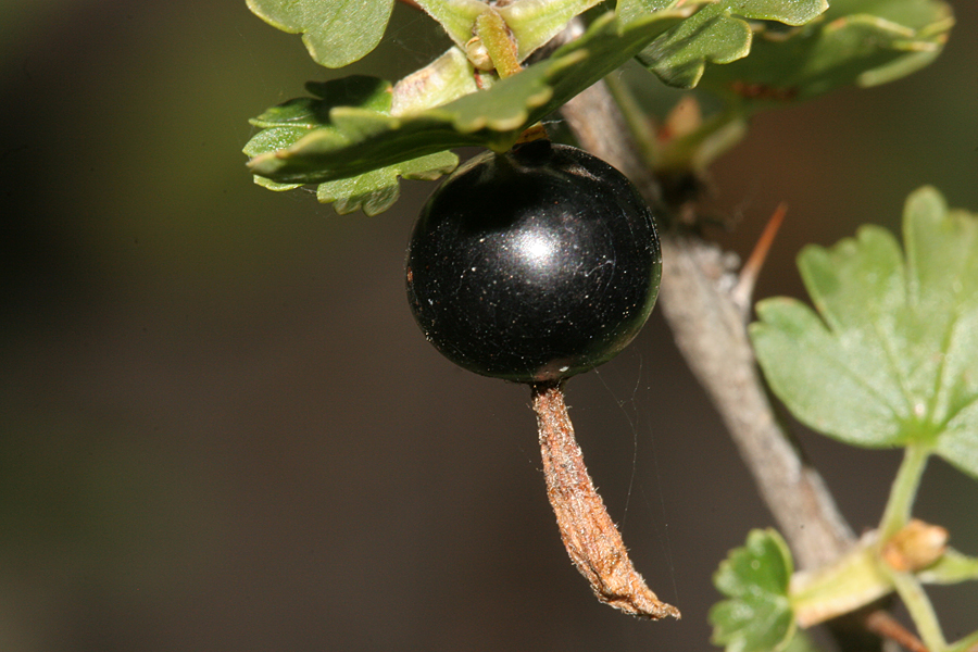black frut