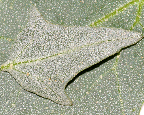 underside of leaf
