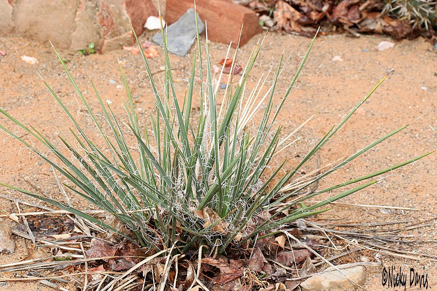 spiky Desert Plant