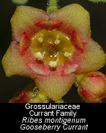 gooseberry currant ribes montigenum