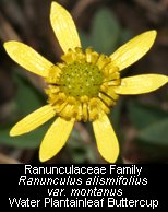 click for photos of alismifolius variety
                  montanus