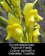 click for photos of toadflax