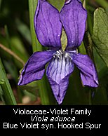 click for Blue Violet photos