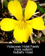 click for photos of Nuttall's Violet