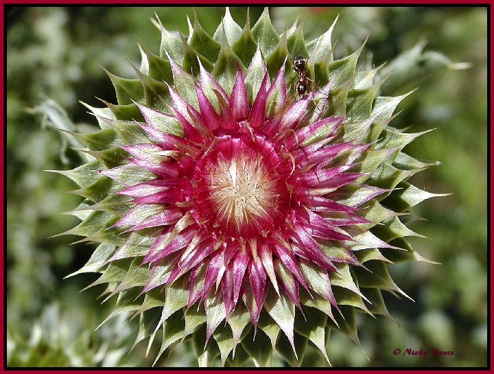Musk Thistle flower
