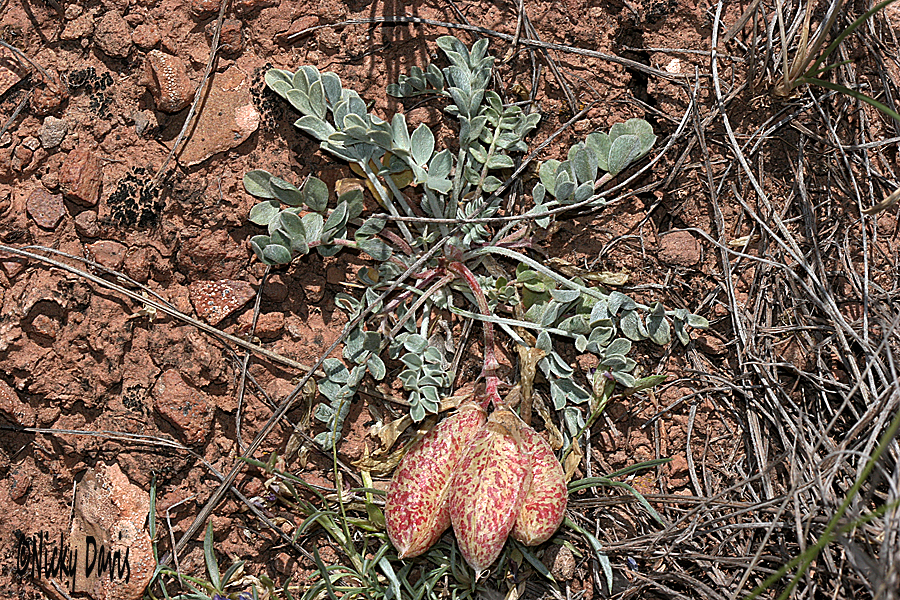 Astragalus speckled/freckled seedpod