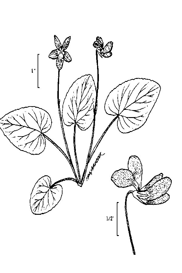 viola nephrophylla