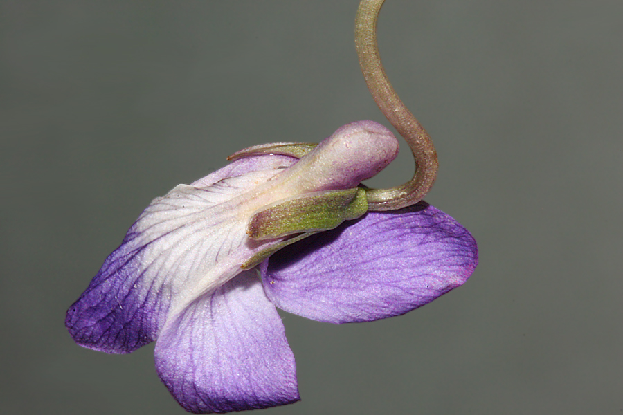 viola nephrophylla