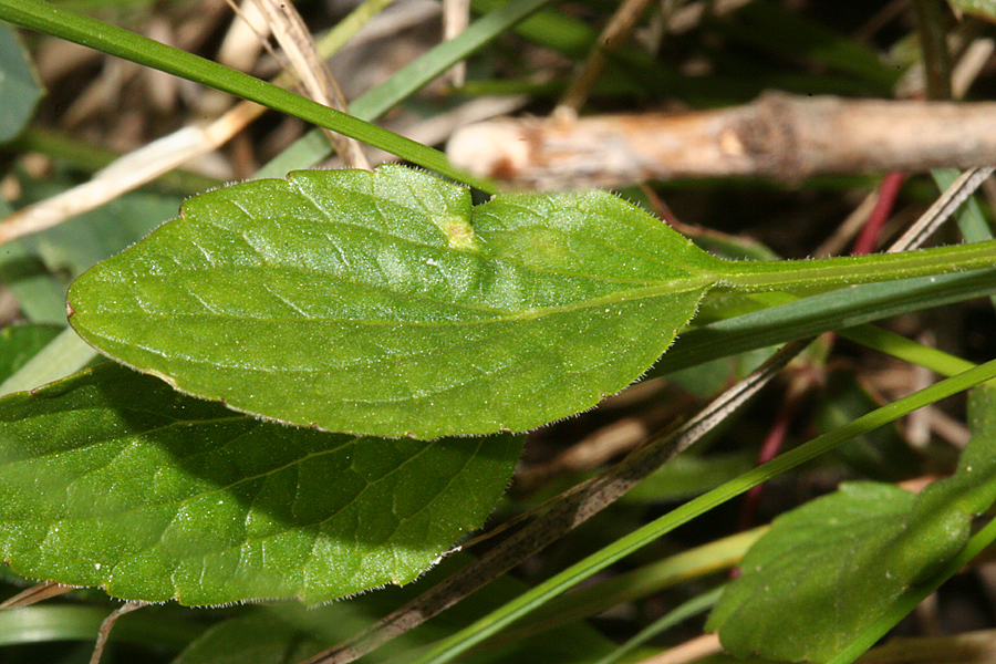 leaves of Nuttall's Violet