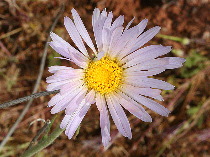 flower of tortifolia