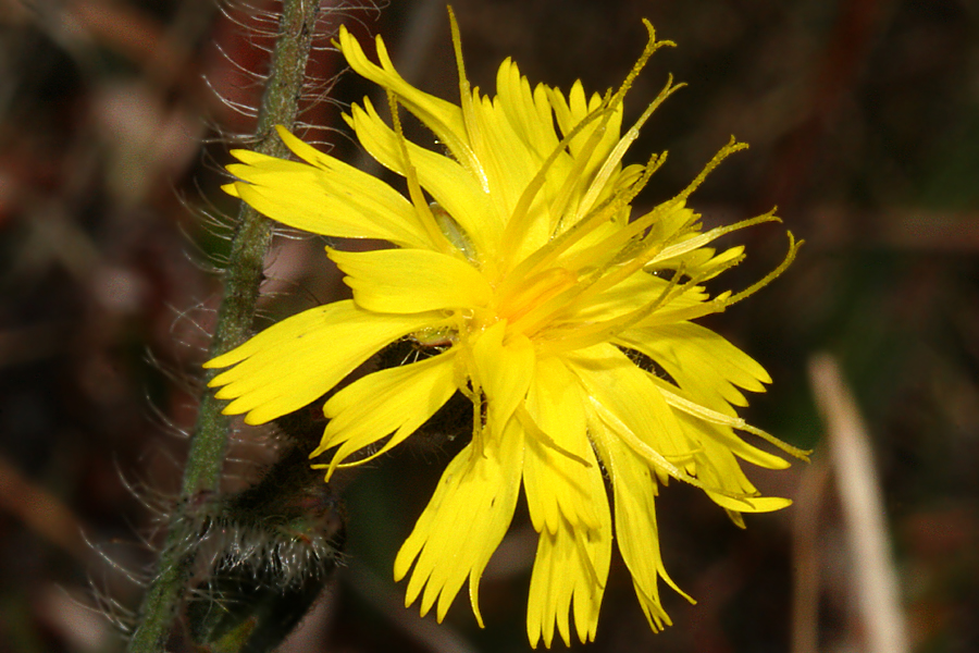 side-view flower